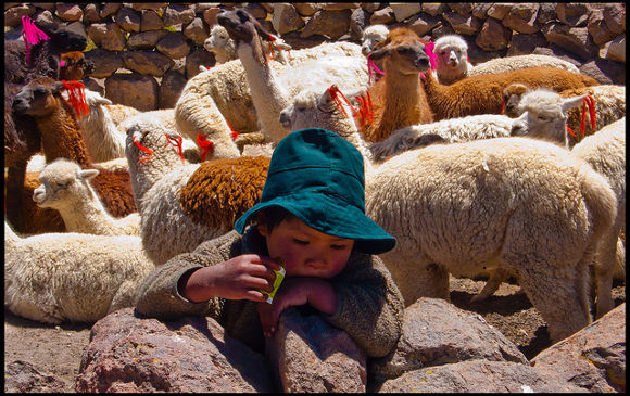 Alpacas en Perú