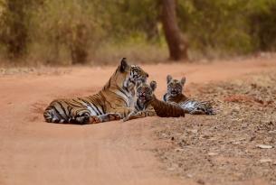 Descubre en familia los grandes felinos de la India