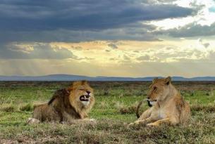 Safaris en avioneta  a Serengeti  desde Arusha o Zanzìbar y vuelta