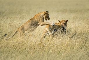Tanzania: Safari Natrón (11 días)