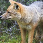 Zorro en Parque Nacional Tierra de Fuego en Ushuaia – Argentina