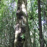 arbol_bebes_tana_toraja