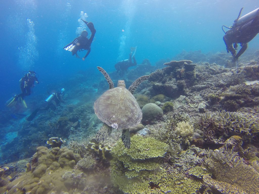 Buceo en Indonesia