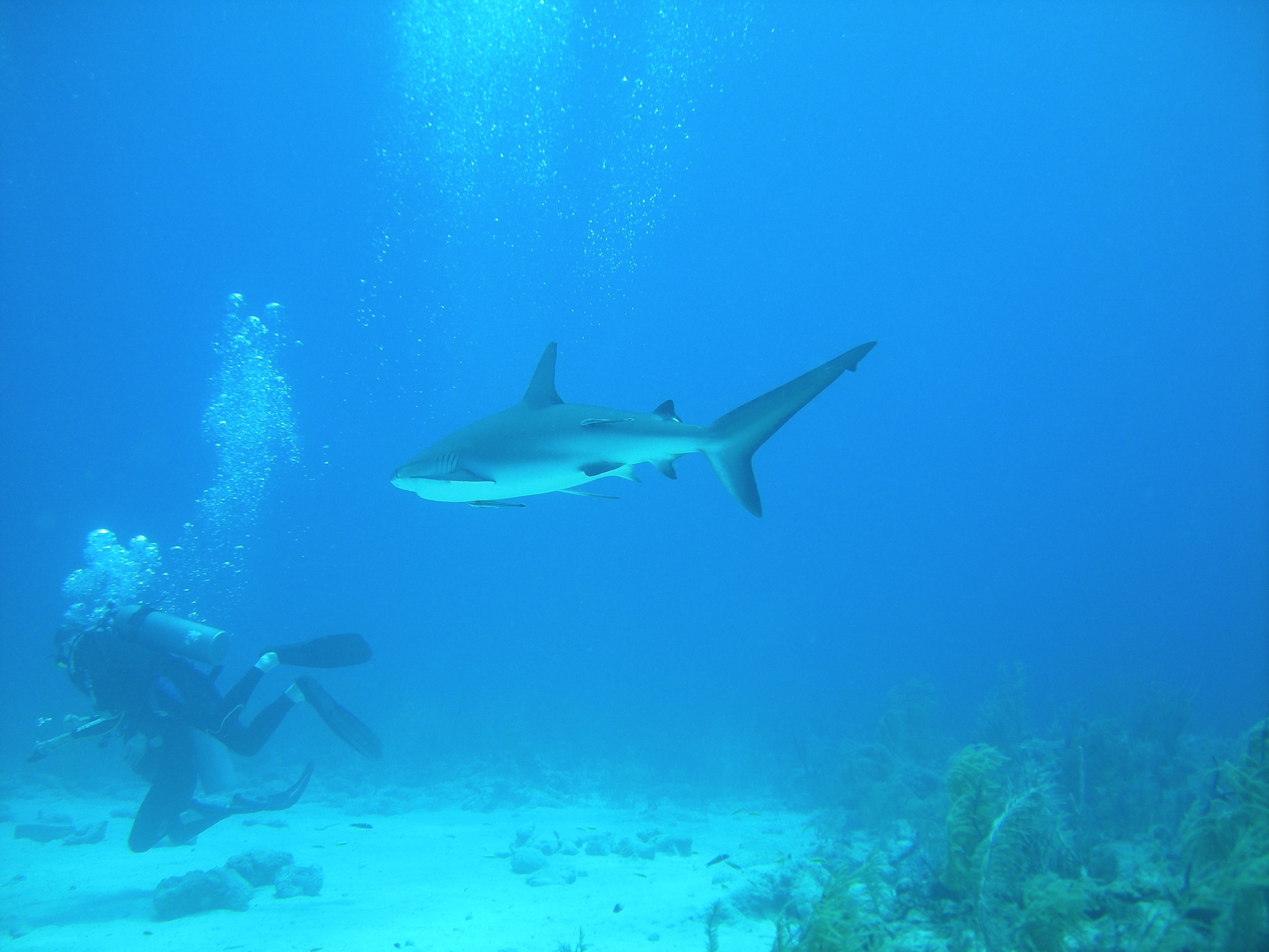 5 Destinos Donde Bucear Con Tiburones | Blog BuscoUnViaje