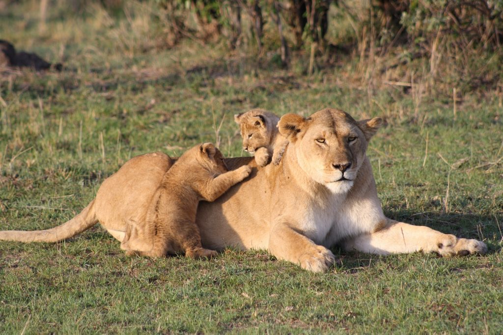 safari en masai mara