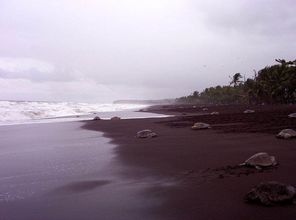 Tortugas en Costa Rica