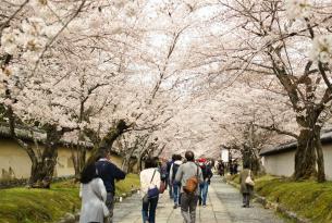 Japón: primavera Sakura entre cerezos en flor