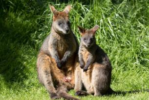 Bellezas de Australia: circuito en grupo