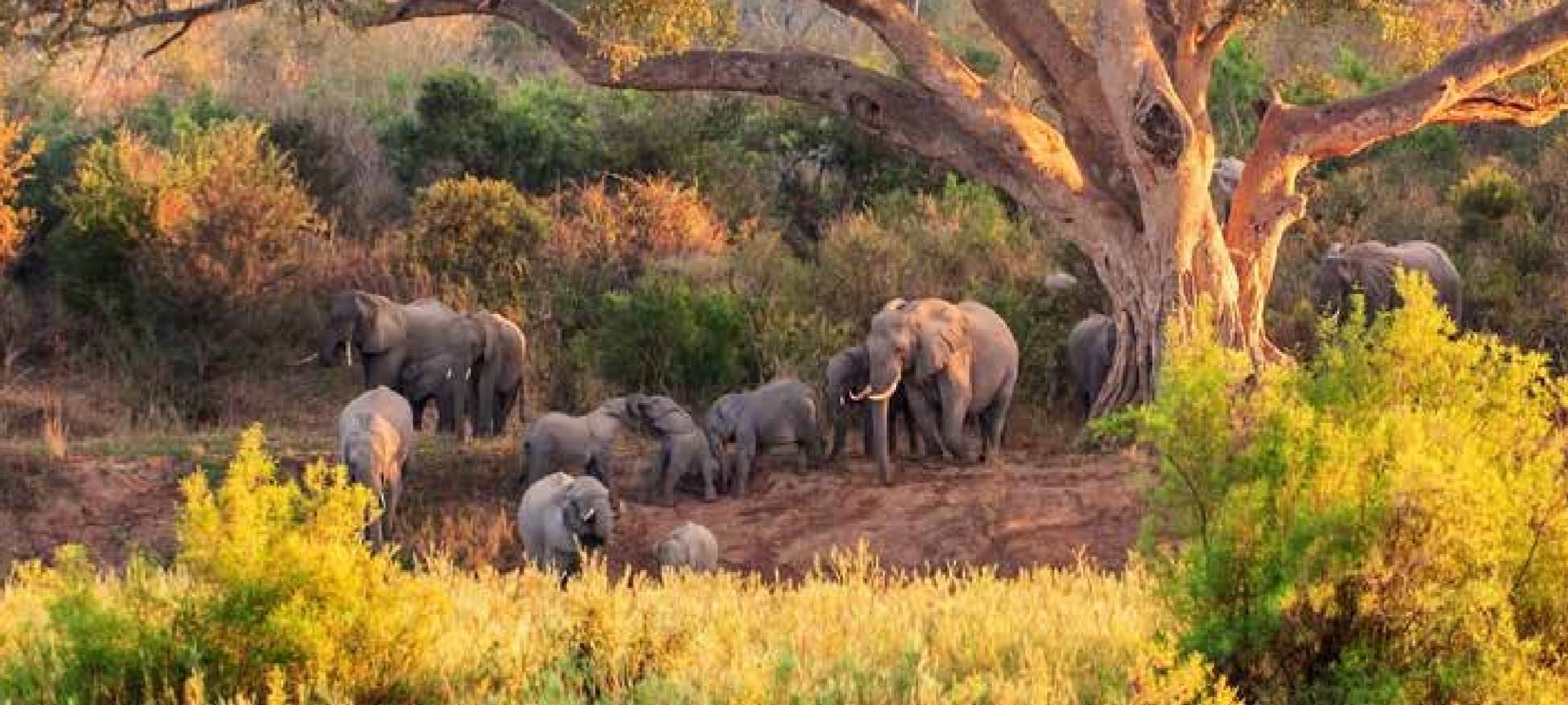 Sudáfrica Con Guía: Desde Johannesburgo Al Parque Nacional Kruger