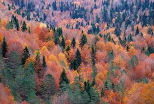 Viaje a la Selva de Irati (Pirineo oriental navarro)