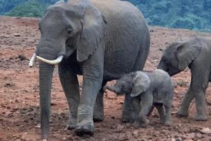 Safari en Kenia Privado ( parques nacionales de Masai Mara, Lago Nakuru ) y buceo en Zanzibar