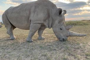 Safari en Kenia Privado ( parques nacionales de Masai Mara, Lago Nakuru ) y buceo en Zanzibar