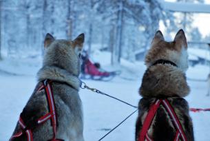Viaje a Laponia: Puente de Diciembre