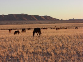Circuitos por Desierto del Namib
