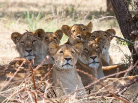 Safaris en Tanzania con las mejores agencias